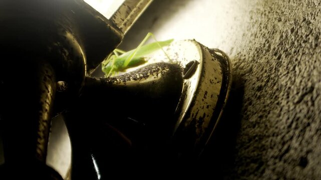 Close-up katydid stretching legs and observing on porch light near wall at night.