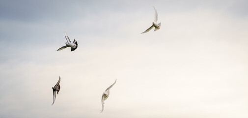 Pigeons Flying Majestically