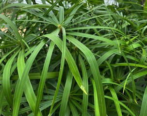 Obraz premium close up of a green plant