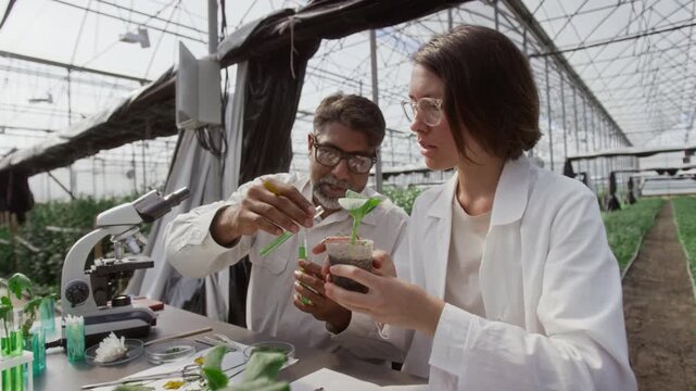 Senior male botanist in lab coat and glasses adding green liquid chemical to soil-filled pot with seedling and talking with young female colleague while conducting research together in greenhouse