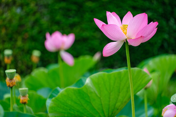 古代蓮の花びら