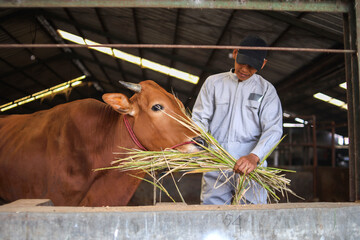 Asian Farmer Feeding Brown Cows With Hay At The Farm