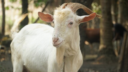 White goat with curved horns and a long beard with a rope around its neck. Focus selected