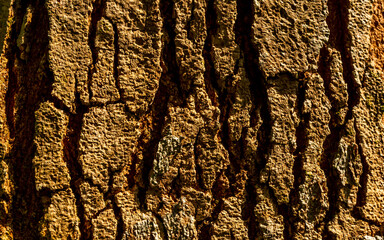 bark of a tree
