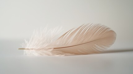 Obraz premium delicate feather resting on a smooth white surface