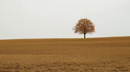 lone tree standing in the middle of an expansive empty field emphasizing the simplicity and isolation through negative space