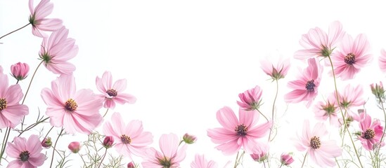 Fototapeta premium Delicate Pink Cosmos Flowers on a White Background