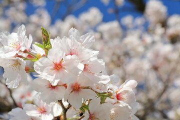 護国神社の桜