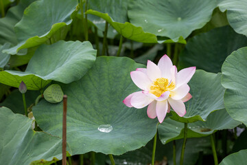 Lotus after a summer rain