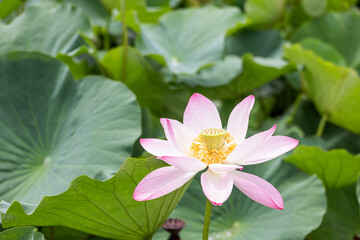 Lotus after a summer rain