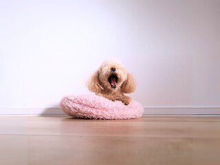 大きなあくびをするトイプードル