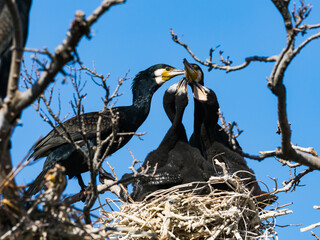 巣の中のカワウ家族