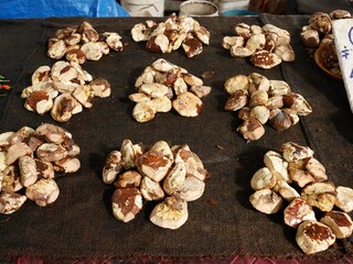 フィジーの栗、「タヒチアンチェスナッツ」（ラウトカマーケットにて）