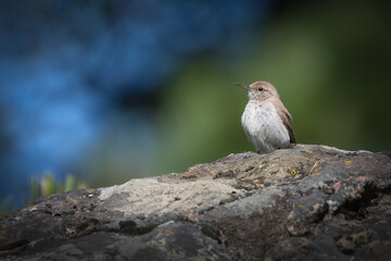 Bird on a rock