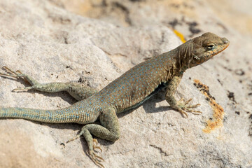 Lizard on a Rock