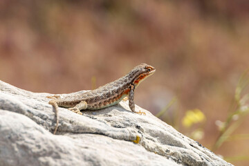 Lizard on a Rock