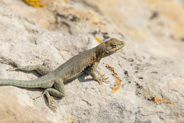 Lizard on a Rock