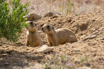 Prairie Dog