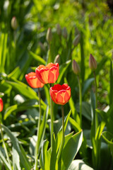 Orange Tulips