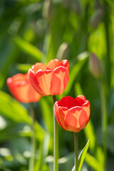 Orange Tulips