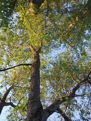 Black Walnut canopy against a blue sky