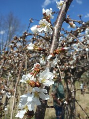 Weeping Cherry tree blossoms