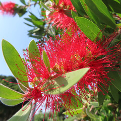 日本で夏にブラシノキが赤い花を咲かせています