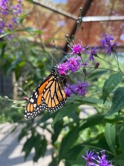 monarch butterfly on flower