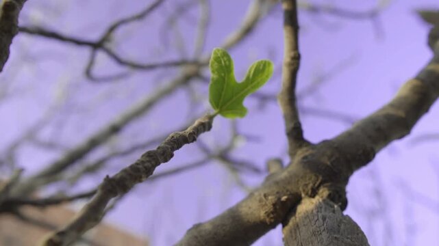 concept of hope and positivism, a leaf sprouting on the branch of a tree in springtime illuminated by the light of an evening, slow motion