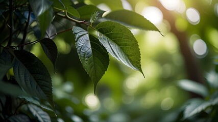 Beautiful nature view of green leaf on blurred greenery background in garden and sunlight with copy space using as background natural green plants landscape, ecology, fresh wallpaper concept. Generati