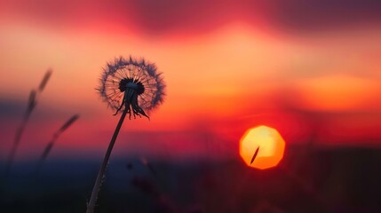 Closeup of dandelion against sunset