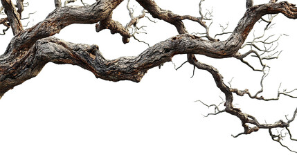 dead tree trunk in transparent background