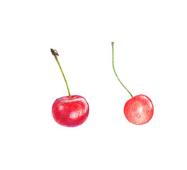 Red cherry realistic pencil illustration, isolated on white background.