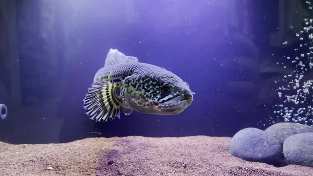 Footage of a channa auranti. This is a very rare fish from inland india.	