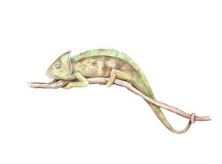 Hand drawn realistic chameleon on tree branch, isolated on white background. Pencil illustration. © Yuliya