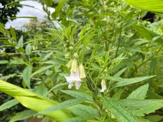 Close-up of White sesame flowers