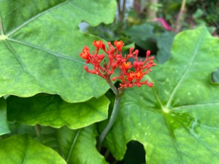 Red flowers of Jatropha podagrica are growing along the riverbank.