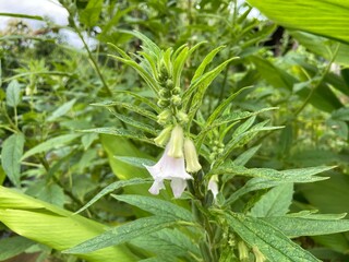 Close-up of White sesame flowers