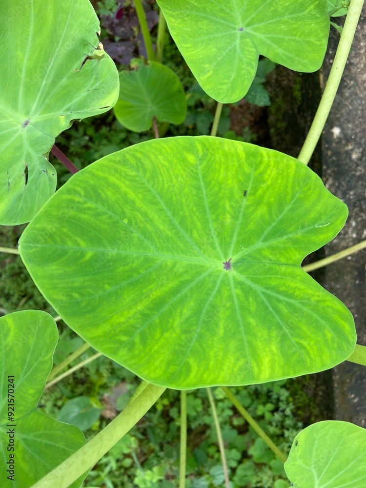 Wall mural taro or elephant ear plant leaves in the garden