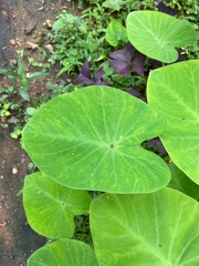 Taro or elephant ear plant leaves in the garden