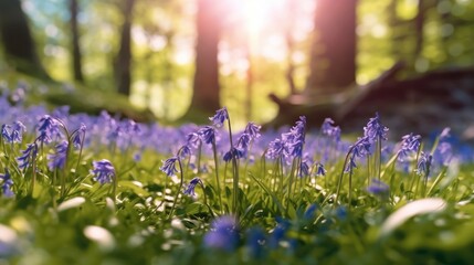 Naklejka premium Bluebells in a Forest