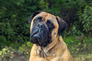 Fototapeta premium 2024-08-13-CLOSE UP UPOF A LARGE FAWN COLORED BULLMASTIFF WITH CLEAR BRIGHT EYES AND A SLIGHT HEAD TILT WITH A GREEN BACKGROUND
