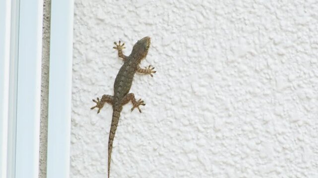 民家の屋根を上るヤモリ