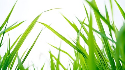 Naklejka premium green grass isolated on white