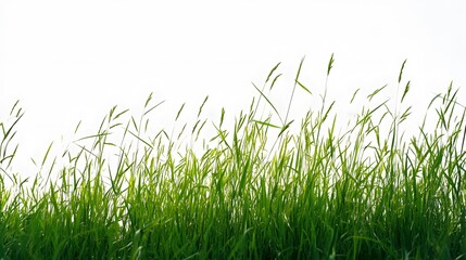 Fototapeta premium green grass isolated on white