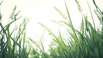 Fototapeta premium green grass isolated on white