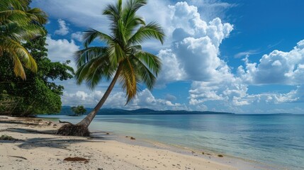 Tropical Beach With Palm Tree Under Blue Skies