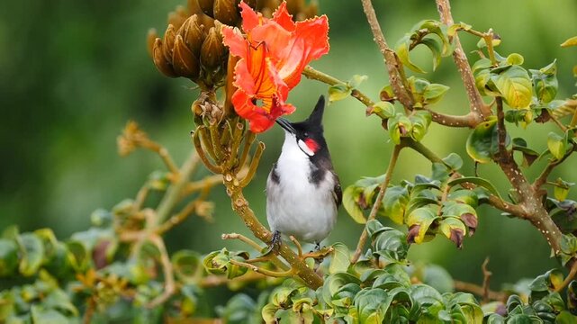 Red Whiskered Bulbul bird eating insects from African Tulip tree 