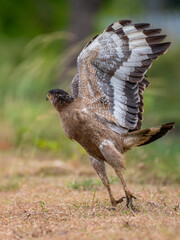 Eagle 