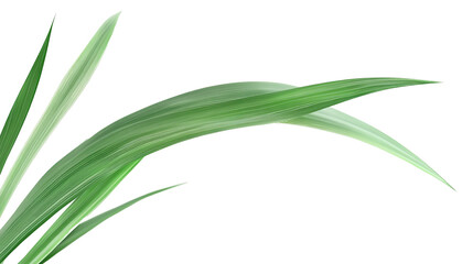 Fototapeta premium Green tropical leaves as element on transparent background